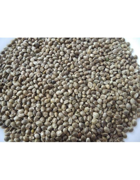 Seed hemp seed French DISFA 3.5 KG