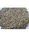 Seed hemp seed French DISFA 3.5 KG