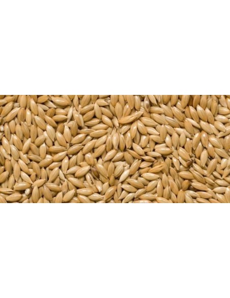 Canary seed Canada