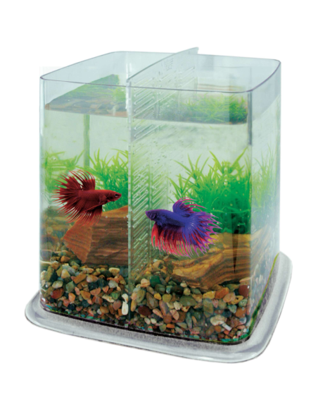 Bettera ICA Betta Battle Paradise 6,4 L Base Transparente