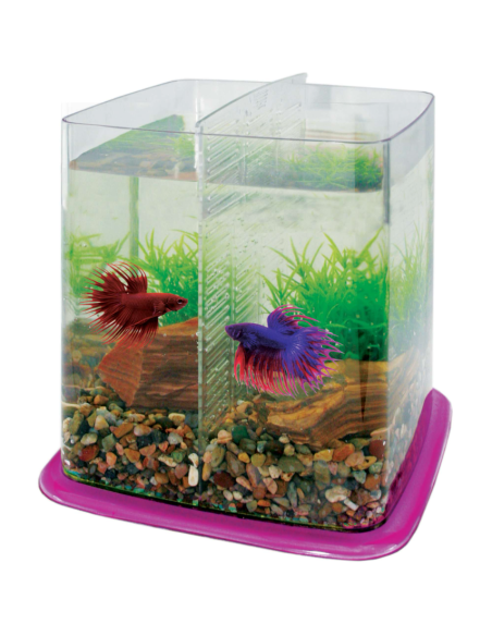 Bettera Betta Battle Paradise 6.4 L base morada: Entorno Espacioso para Peces Betta - CPA