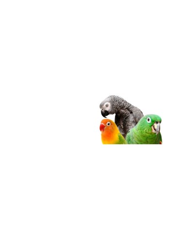 Parrots